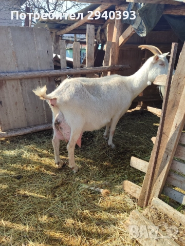 Млечни кози, снимка 1