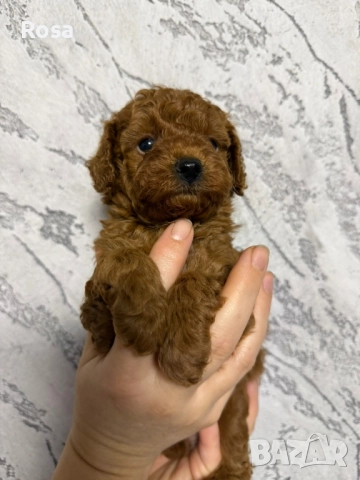 Продавам пудел той , снимка 3 - Пудели - 52538740