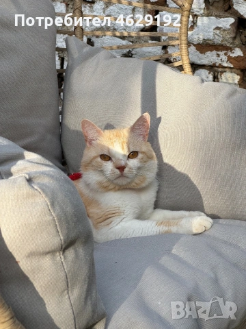 Британски късокосмест с родословие за разплод , снимка 2 - Британска късокосместа - 53873834