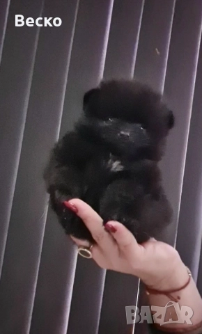 Померан мини мъжко и женско 