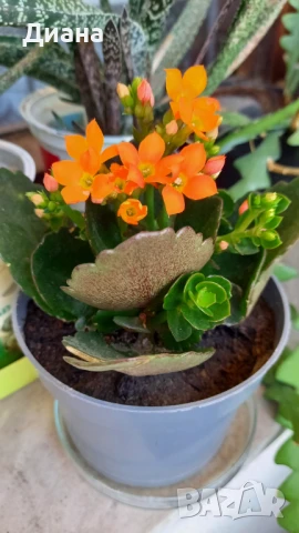 Оранжево каланхое, снимка 2 - Стайни растения - 50842442