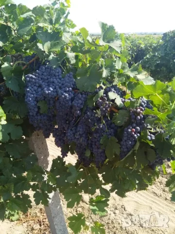 Продавам грозде сорт "МЕРЛО", снимка 4 - Домашни продукти - 56106773