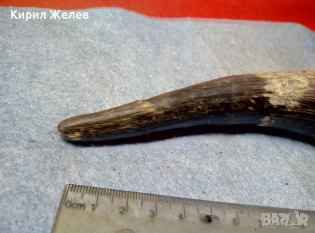 Стар БИВОЛСКИ ГОВЕЖДИ РОГ За ТЕМАТИЧНА УКРАСА КОЛЕКЦИЯ ДОМАШНА ДЕКОРАЦИЯ 47830, снимка 4 - Други ценни предмети - 47971906