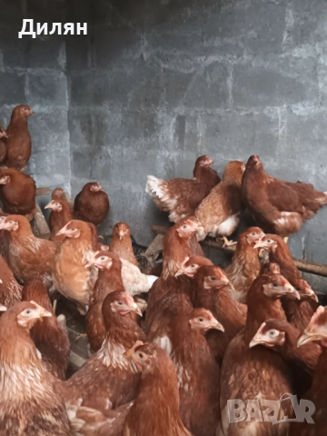 Ярки Ломан Браун, снимка 3 - Кокошки и пуйки - 52505631