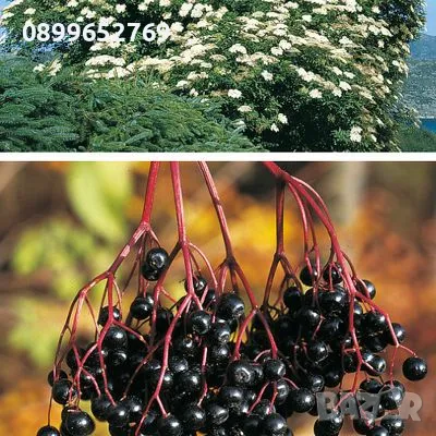 Черен бъз (Sambucus nigra) 