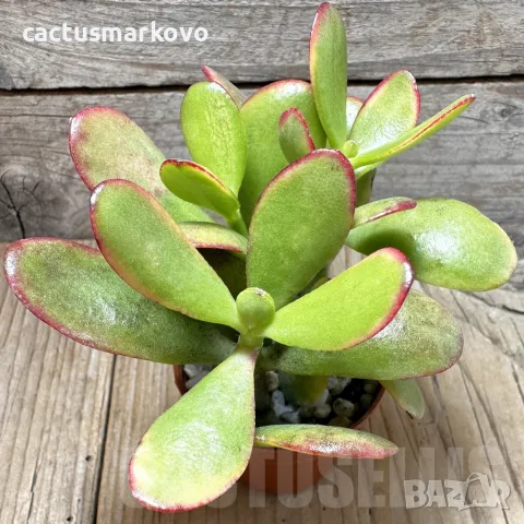 Crassula ovata ‘Hummel’s Sunset’
