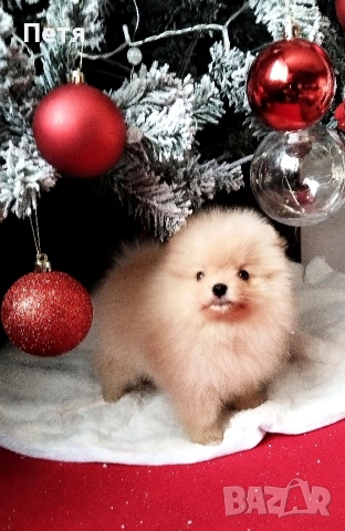 продавам померанчета, снимка 5 - Померан - 52908550