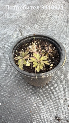 бяло анемоне 