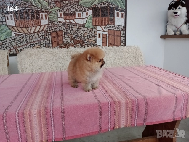 Померани. Мини момчета на 3 месеца., снимка 3 - Померан - 52770599