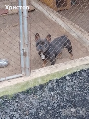 Мъжки френски булдоци за разплод, снимка 2 - Френски булдог - 38870118