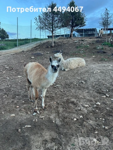 Продават се лами и алпаки, снимка 6 - Други - 50560549