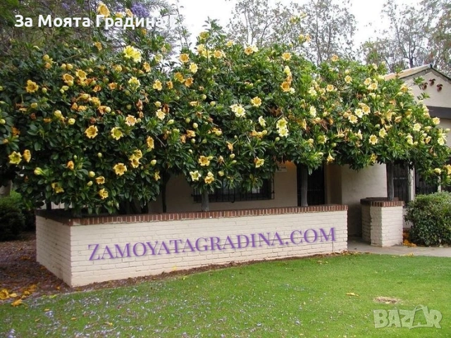 Соландра , снимка 4 - Градински цветя и растения - 53624012