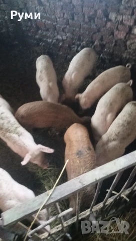Продавам прасенца, снимка 3 - Прасета - 52672895