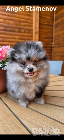 Померанче,момченце мерле! , снимка 6 - Померан - 53208791