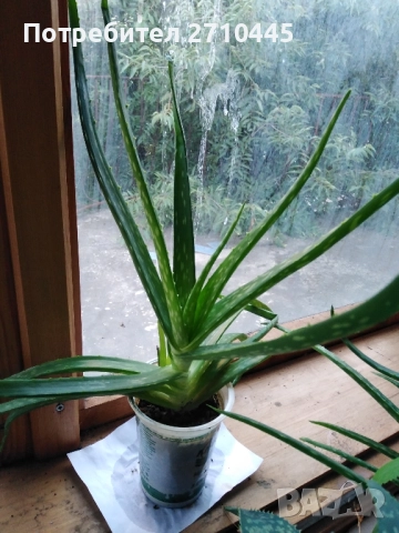 Лечебно Алое Вера