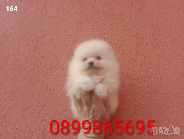 Померани и Померанчета, снимка 6 - Померан - 53486789