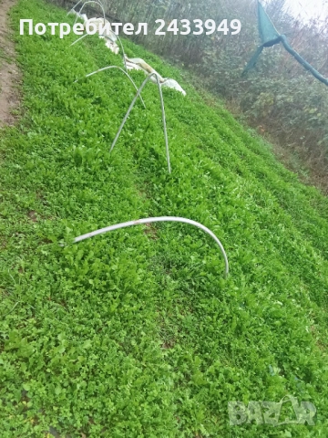 Продавам рукола био, снимка 3 - Други - 52626003