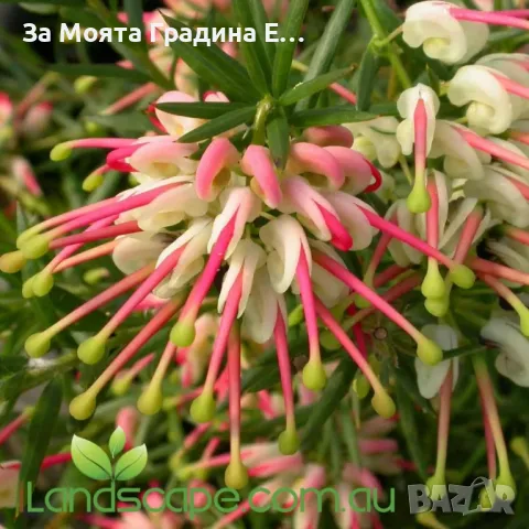 Гревилеа, снимка 5 - Градински цветя и растения - 49460103