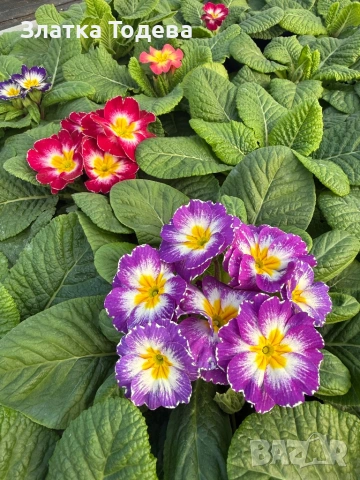 Цветя за 8 март, снимка 5 - Градински цветя и растения - 53336246