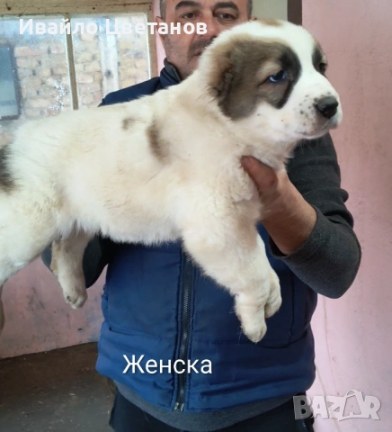Алабай, снимка 10 - Средноазиатска овчарка - 53174361
