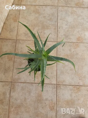 Алое Вера, , снимка 2 - Градински цветя и растения - 49007405