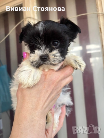 Мини цветно йорки женско, снимка 2 - Йоркширски териер - 53797917