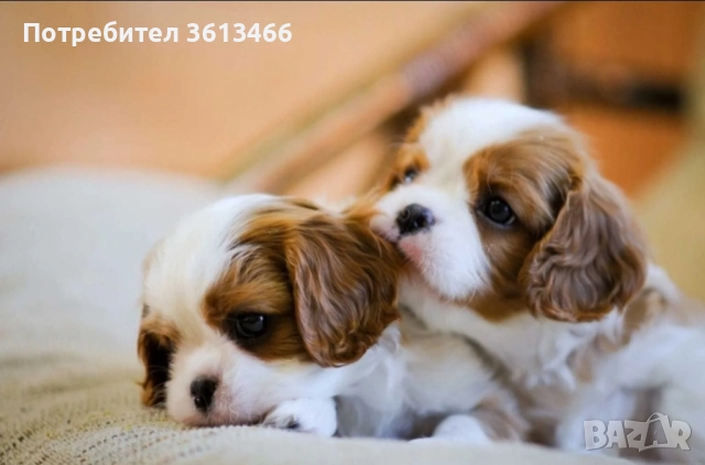 Кавалер кинг чарлз шпаньол трицветни и бленхайм , снимка 4 - Кавалер кинг чарлз шпаньол - 52872259
