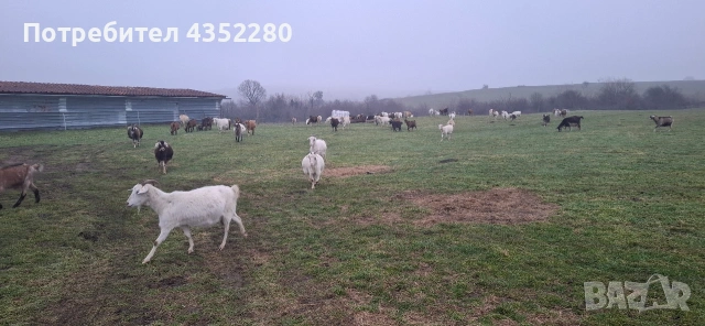 Кози 110 €, снимка 6 - Кози - 52164623