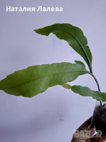 Езсфилум, epiphillym oxypetalum, снимка 2 - Стайни растения - 52970706