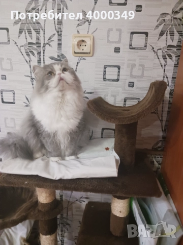 Продавам персийско женско коте, снимка 12 - Персийска - 52506650