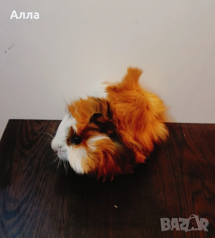 Морски свинчета 