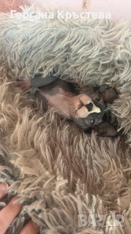 Канадски Сфинкс , снимка 5 - Сфинксове - 52597578