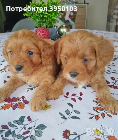 Кавапу/Мини пудел, снимка 2 - Кавалер кинг чарлз шпаньол - 52583181