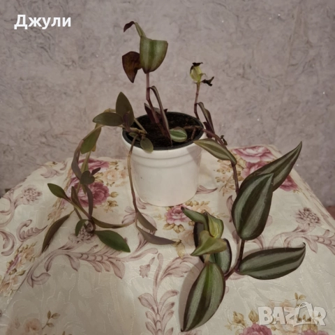 Традесканция, снимка 2 - Стайни растения - 52677903