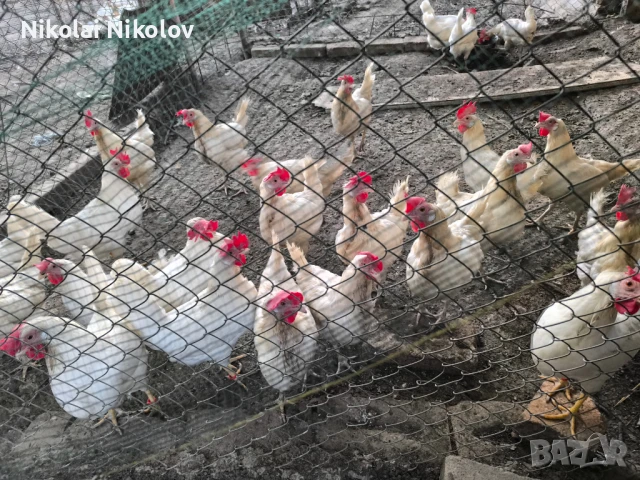 Носачки Легхорн , снимка 1