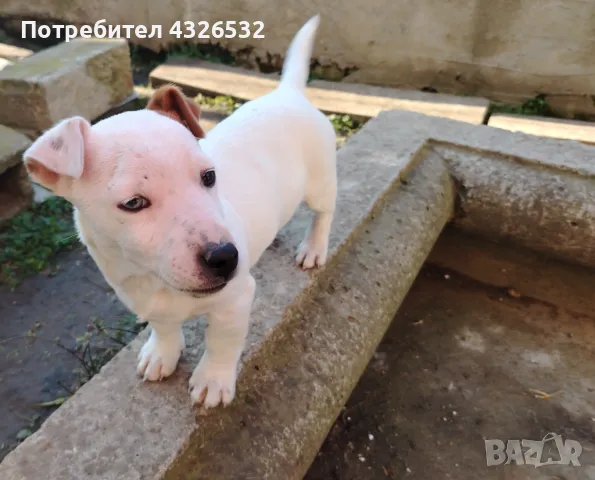 Джак ръсел , снимка 1