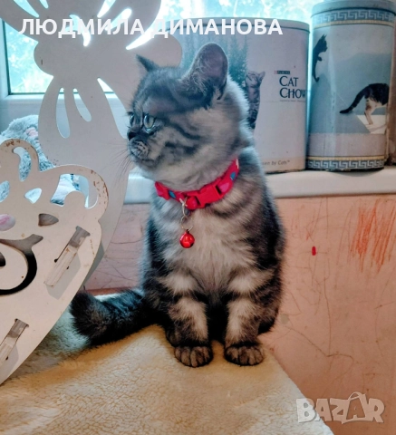 Персийско екзотично момиче., снимка 2 - Персийска - 52655649