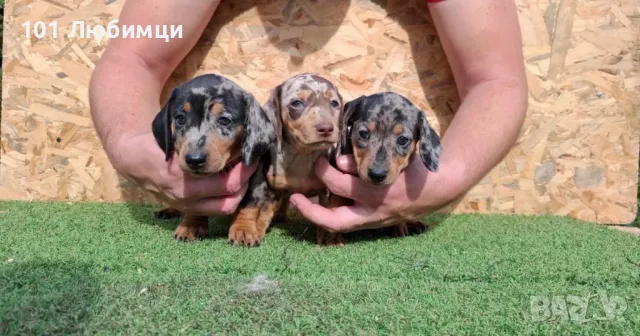 Дакели мерле, снимка 4 - Дакели - 47454831