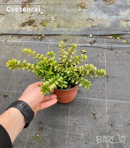 Лоницера , снимка 2 - Градински цветя и растения - 53457093