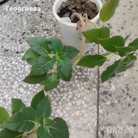 колерия растения , снимка 7 - Стайни растения - 51619779