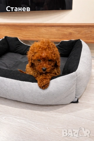 Той Пудел Момче Червен /Toy Red Poodle