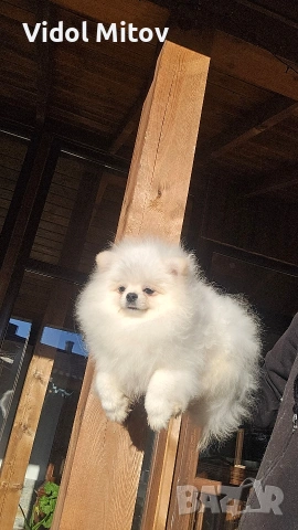 Мини Померан момче 