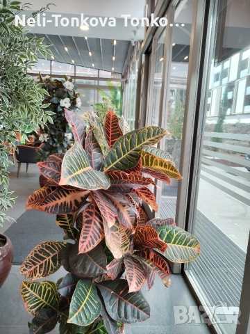 Почистване с Рейнбоу. Основно. Керхер. Парачистачка за Бани. качествени препарати💦💙 , снимка 18 - Почистване на домове - 52546207