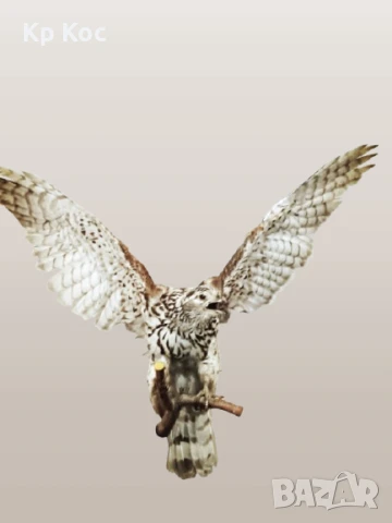 Голяма картина на плодове с масивна рамка, снимка 13 - Картини - 50990634