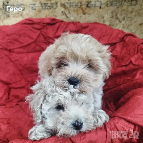 малтипу , снимка 3 - Пудели - 53601593