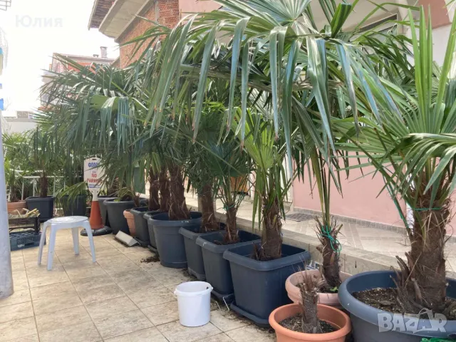 Студоустойчиви Палми Трахикарпус