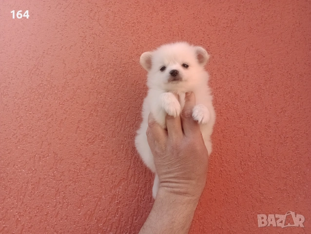 Мини Шпиц - Померан. Мъжки и женски кученца. , снимка 2 - Померан - 53743617