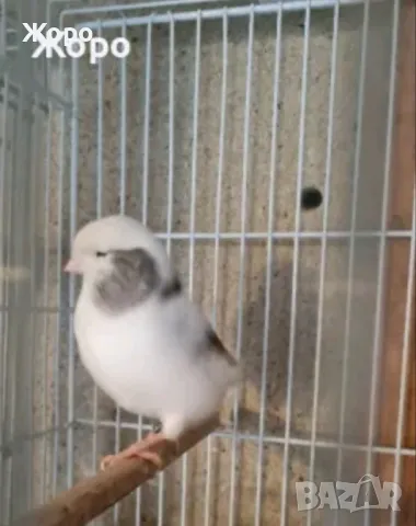 Продавам канари, снимка 2 - Канари - 48303441