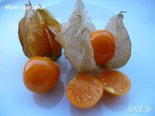Физалис - physalis, снимка 5 - Градински цветя и растения - 53650459