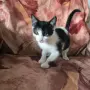 Коте на два месеца и половина, снимка 3
